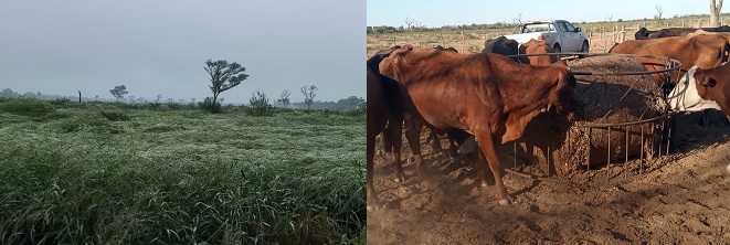 Microsilos ganaderia